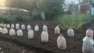 Почему в 2025 году в деревнях резко перестали сажать огороды: дело не в тяжком труде - вот что произошло