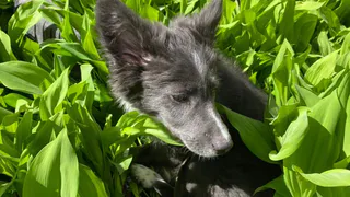 Как кошки и собаки переносят жару?