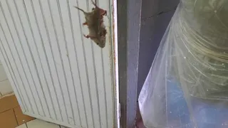 «Мышь в молоке»: жители жалуются на антисанитарию на молокозаводе