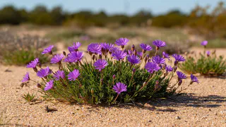Эти многолетники спокойно цветут даже в песке: чернозём им только мешает — идеальны для засухи и бедной почвы, не подводят