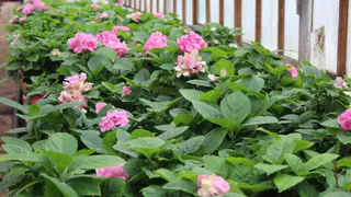 400 тысяч цветов: Дирекция благоустройства высадит на городских клумбах рассаду