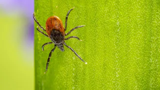 Дачники, всего 1 цветок на участке и клещам туда входа нет: создаёт надежный защитный барьер