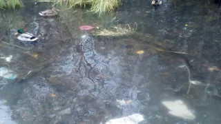 Рязанские утки доставили кучу проблем жителям