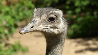Василий или Василиса: страус-беглец из Коми может «сменить пол»