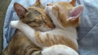 Приметы и запреты на 17 июня: обнимашки под запретом