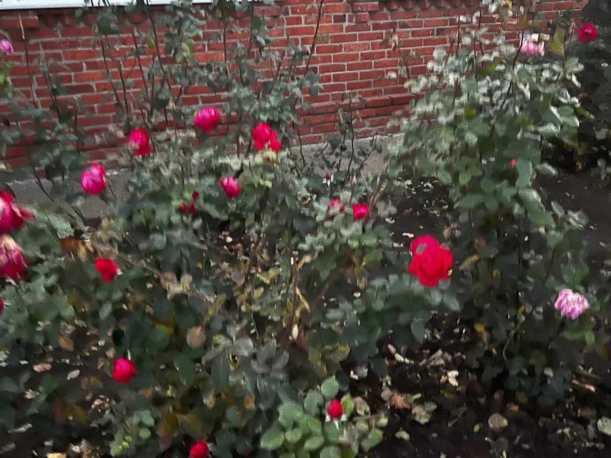 Черенок выпустит корни щеткой: простое укоренение роз – даёт результат 100%