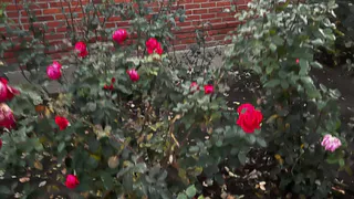 Черенок выпустит корни щеткой: простое укоренение роз – даёт результат 100%  