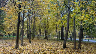 Пензенцы продолжают возмущаться массовому спиливанию деревьев