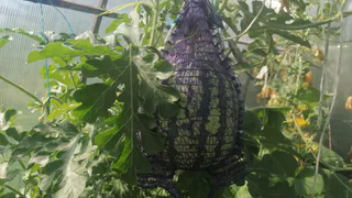 Что лучше: арбуз или дыня — сравнение параметров и рецептов