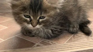 Почему кошка из влажного корма слизывает желе или соус, а кусочки оставляет