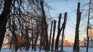 В Белых Берегах собирают деньги на спил деревьев