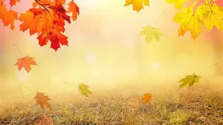 Погода недели: дембельский аккорд бабьего лета