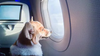 Авиакомпании ввели новую услугу