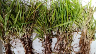 Во Владимирской области проверили состояние озимых культур