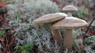 Ученые назвали самый полезный гриб в России: не лисички, не вешанки и в два раза полезнее белых