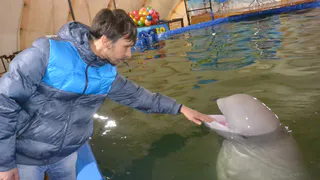 На потеху публике. Как в передвижном дельфинарии готовятся к представлениям