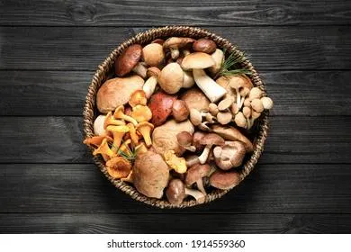 Употребление грибов может быть опасно для пожилых людей