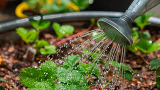 Определено худшее время суток для полива: растения только гибнут, а вы лишь зря переводите воду