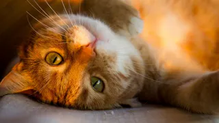 В Брянской области 16 августа ожидается +30ºC жара