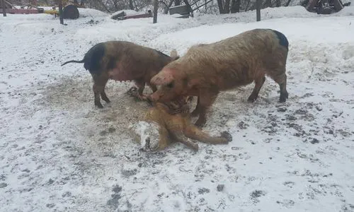На улице одного из сел Нижнекамского района валяются трупы животных