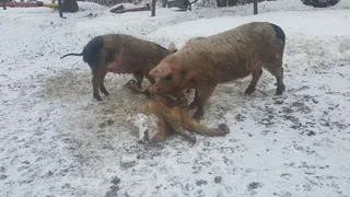 На улице одного из сел Нижнекамского района валяются трупы животных