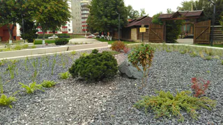 Кража горной сосны в Нижнекамске: кому понадобилось дерево?