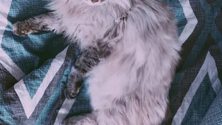 Сильва, Вильям и Барсик: каких котиков присылают читатели на конкурс