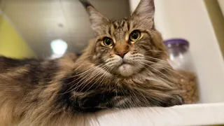 Мейн-кун — не только красота: 5 минусов, о которых умалчивают заводчики