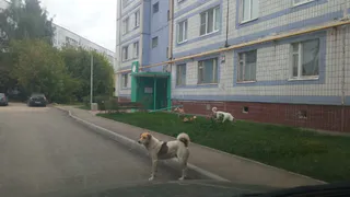 Отлова все еще нет: на Бирюзова объявилась свора бродячих собак