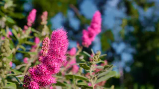 В декабре рассыпаю семена прямо в снег — клумба радует цветами все лето: соцветиям счету нет и в тени, и на солнце