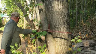 Пожилого дачника в Чувашии поймали на незаконной рубке кленов, лип и дубов