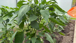 Перцы сгибаются от количества плодов — спасибо одной подкормке: о пустоцветах и опадании завязей и не вспомните