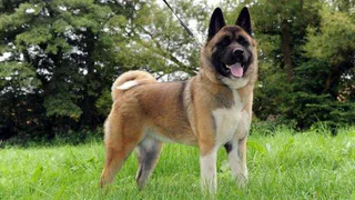 Следите за своими питомцами