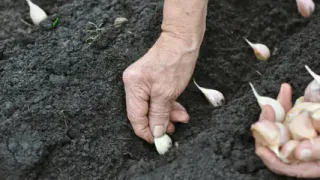 Секрет гигантских головок: как посадить чеснок под зиму для рекордного урожая