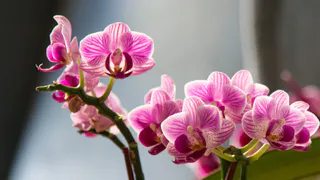 Орхидея гибнет на глазах: 3 основные причины пожелтения листьев – многие не обращают внимания