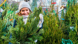 В России резко подорожали елки