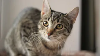 Дай лапку: Веста, Роза и Мэри в поисках хозяев