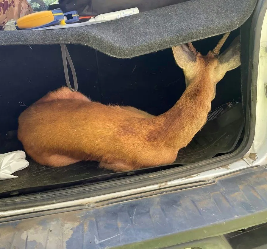 Заблудившаяся косуля нашла спасение в челябинском лагере