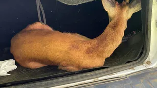 Заблудившаяся косуля нашла спасение в челябинском лагере