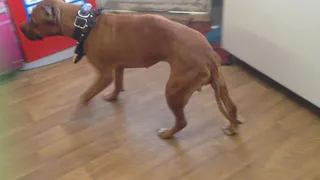 Среди бездомных собак стало больше бойцовских