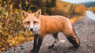 Лиса - не домашнее животное: в Рязани не разрешили держать хищников в квартире