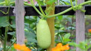 Шикарные кабачки будете собирать мешками до конца октября: вот чем нужно обработать овощ в первой половине июля