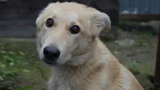 Дай лапку: Николь, Лисенок и Баська в поисках хозяев