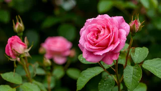 Укрываю розы в октябре 5 проверенными способами: кусты больше не вымерзают и не выпревают - в сезон задарят цветами 