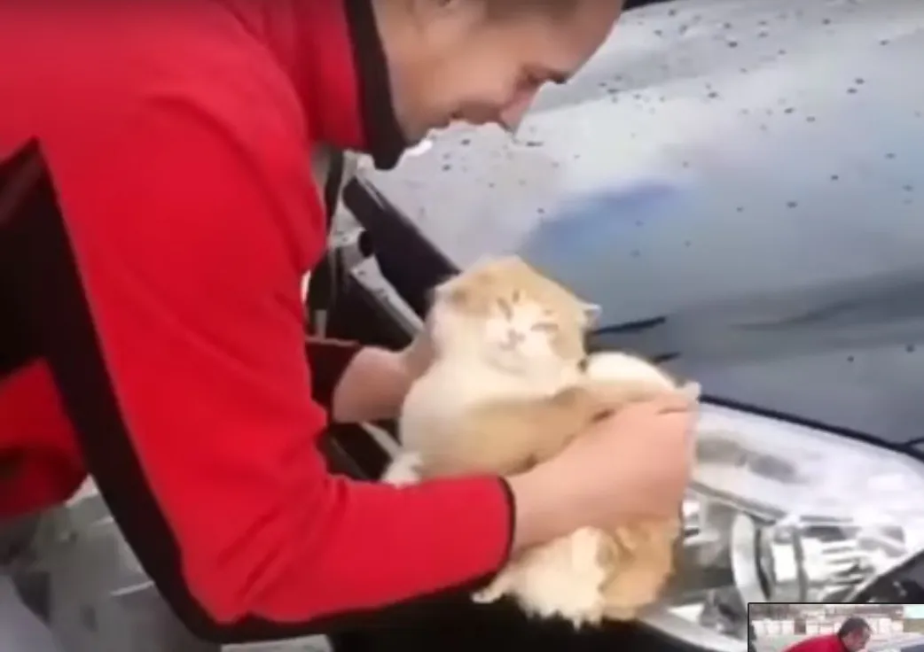 В Краснодарском крае парень помыл машину котом