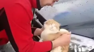 В Краснодарском крае парень помыл машину котом