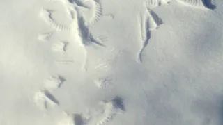 И нет конца холодам: рязанское МЧС предупреждает о морозах до -35