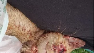 Полиция начала проверку по факту стрельбы в кота в центре Рязани