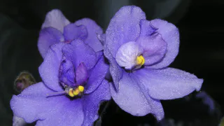 Обрезаю длинную "шею" фиалку за 5 минут: простой способ омоложения - эффектная розетка готова дарить бутоны