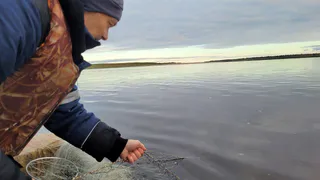 В Коми оценили запасы: ученые завершили мониторинг ценных пород рыб в реках Печора, Сыня и Мезень